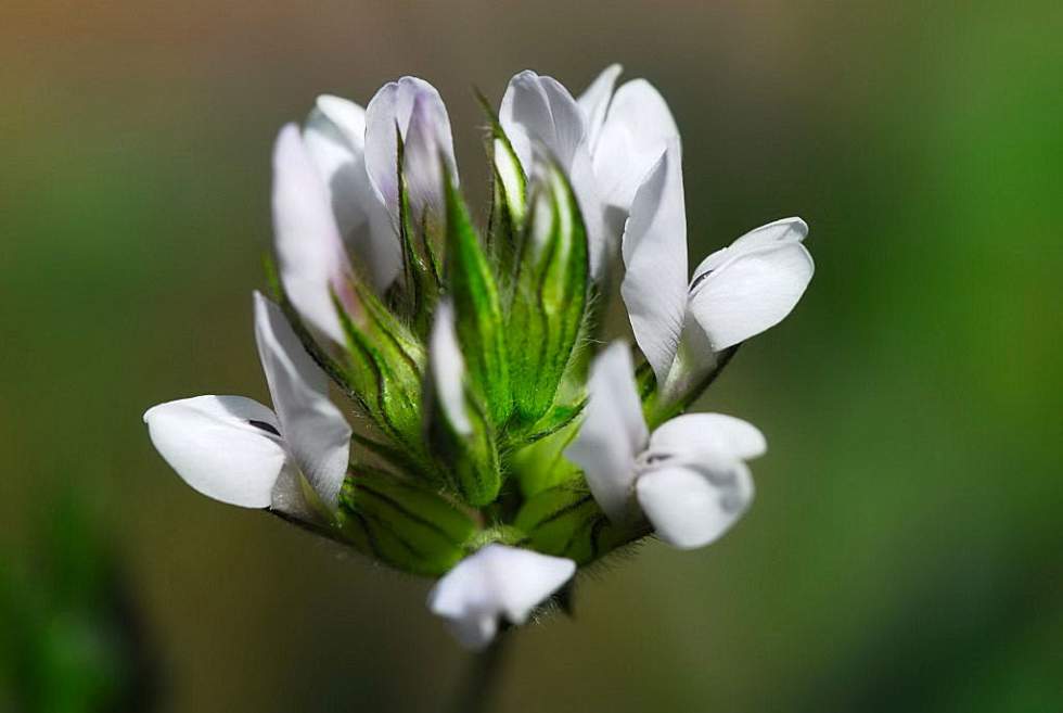 Psoralea bituminos