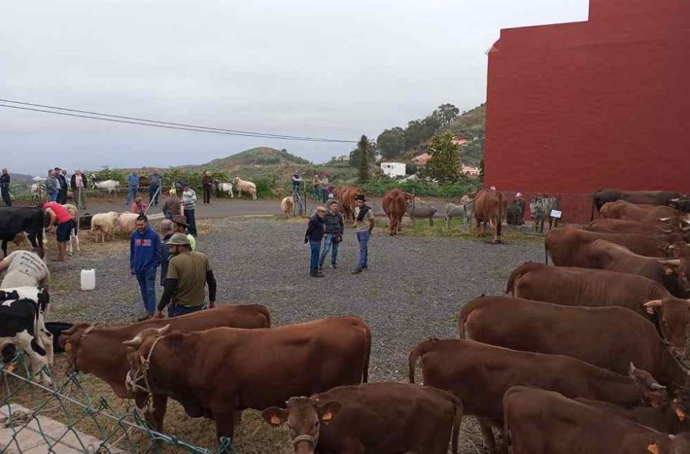 Imagen de archivo feria de ganado de San José en Montaña Alta
