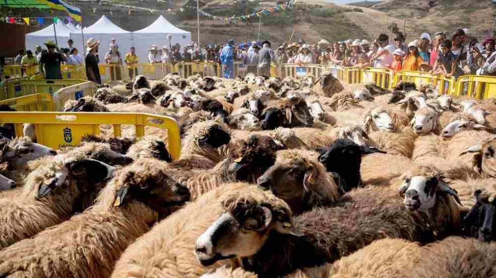 La Fiesta de la Lana de Caideros de Gáldar declarada Fiesta de Interés Turístico de Canarias