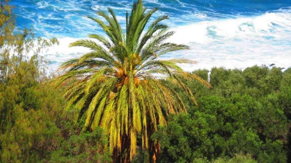 Guayedra, Agaete, Gran Canaria (José Carlos Vega Vega)