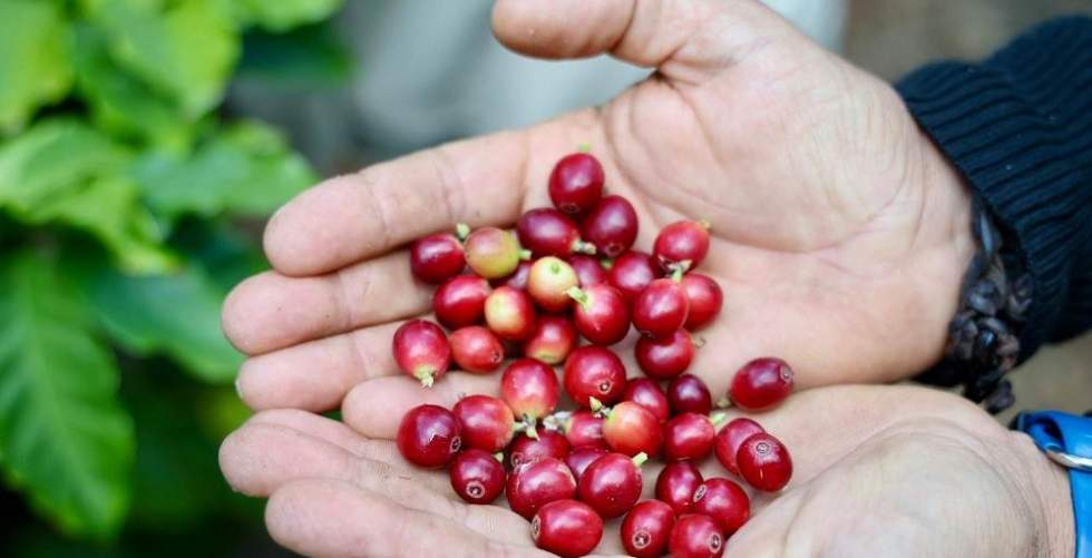 Recolecci&oacute;n del caf&egrave;