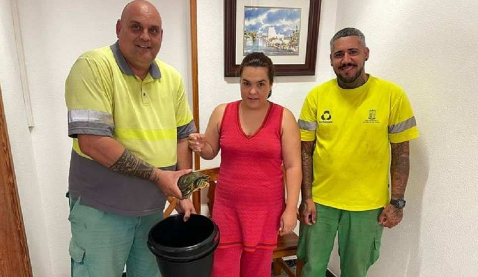 Tortuga encontrada en La Aldea