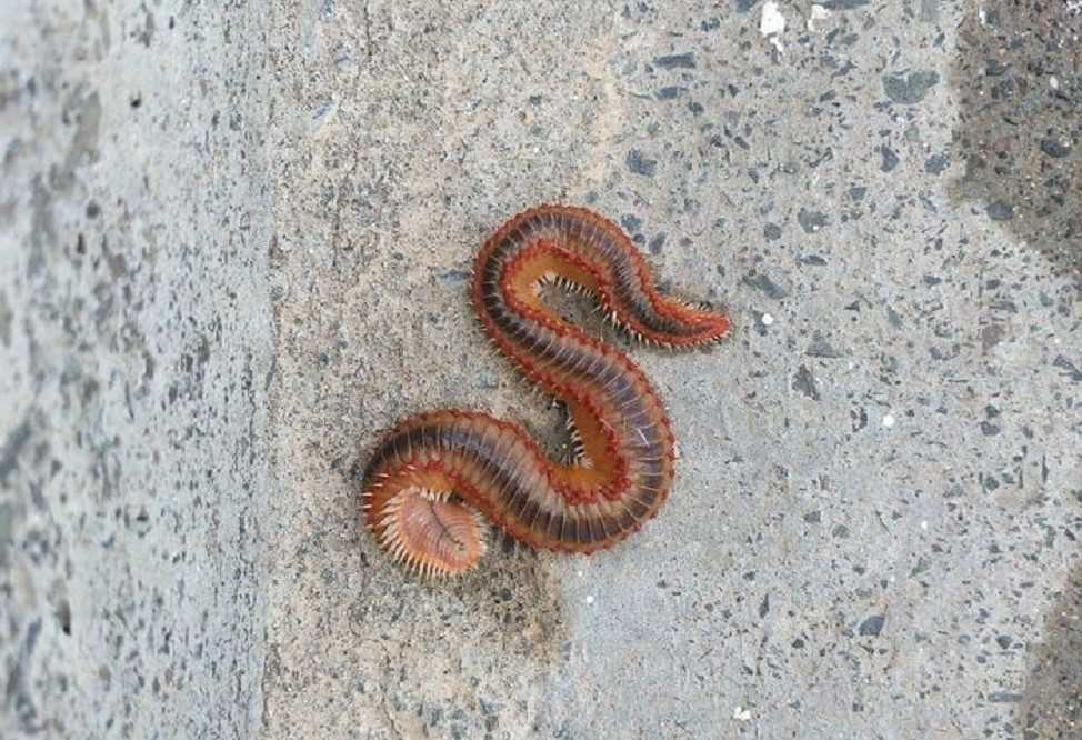Gusano de fuego