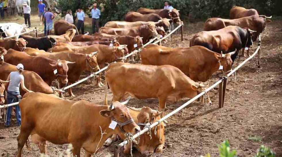 Feria de ganado
