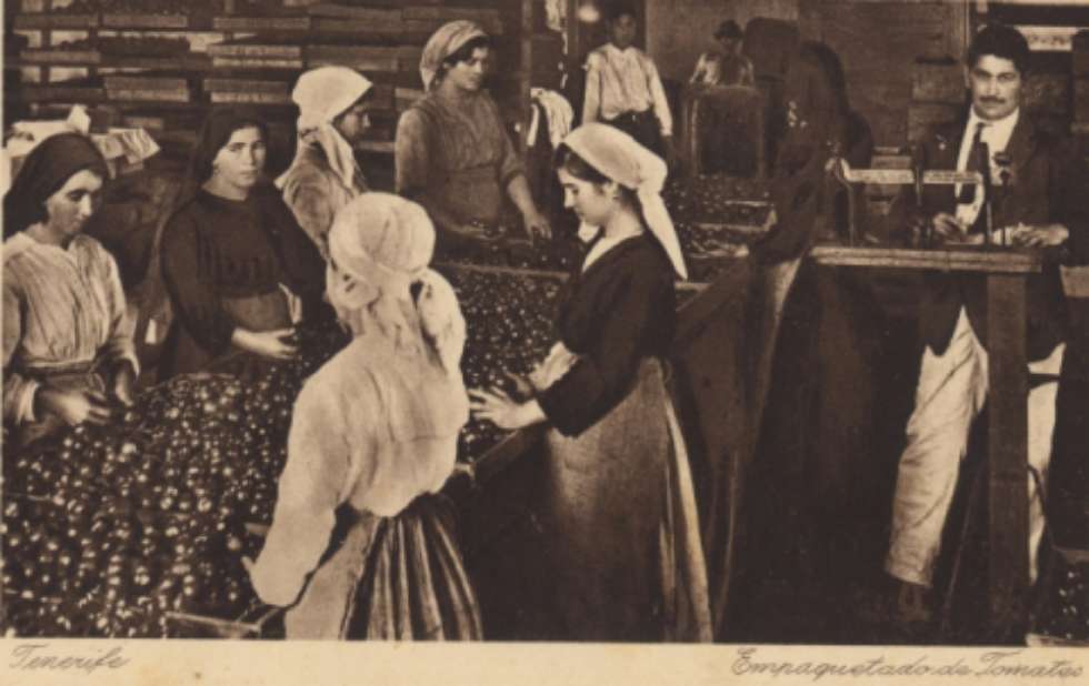 Empaquetadoras de tomates. Foto: FEDAC