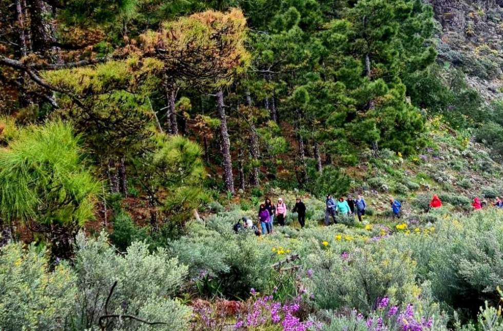 Cómo hacer la caminata a Teror para visitar a la Virgen del Pino con todas las garantías