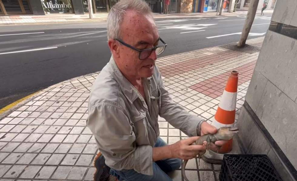 Un gran lagarto sorprende a transeúntes en pleno centro de Las Palmas de Gran Canaria (vídeo)
