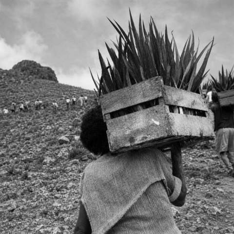 Plantaci&oacute;n a cargo de alumnos del C.P Roque Amagro en 1979.