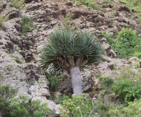 Drago de Monta&ntilde;a Alta.