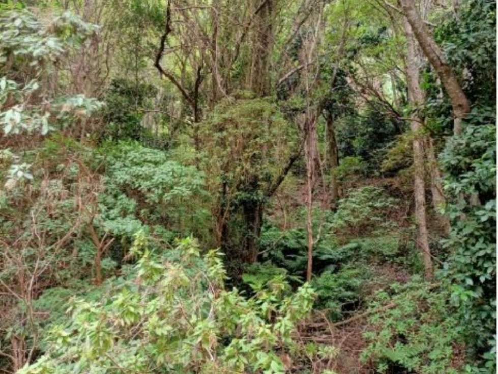 Garajonay, Gomera (Adelaida Azor Martínez)