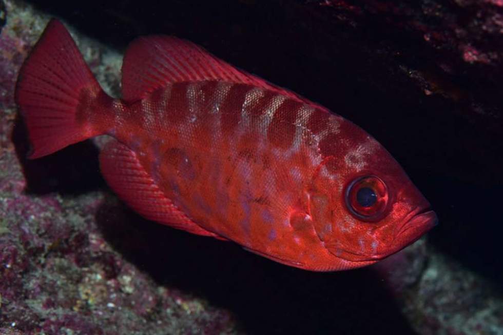 Catalufa (Heteropriacanthus fulgens), captado por el equipo ganador del CazaFotoSub Sardina 2024