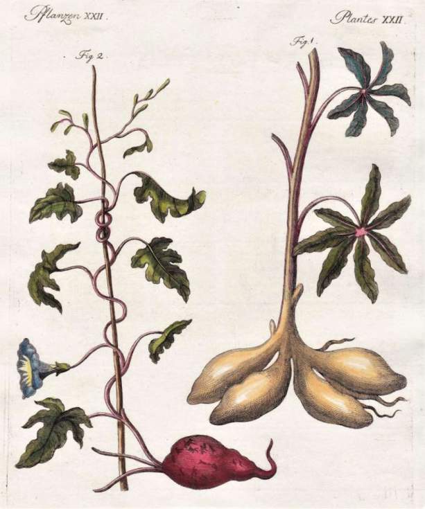 La batata en la preparación de la navidad de Canarias