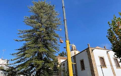 Araucaria