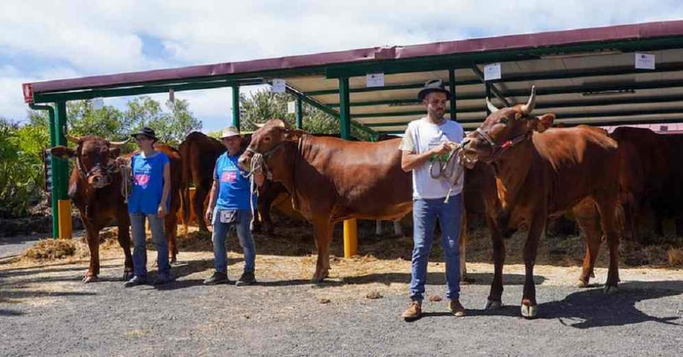 Feria insular de ganado
