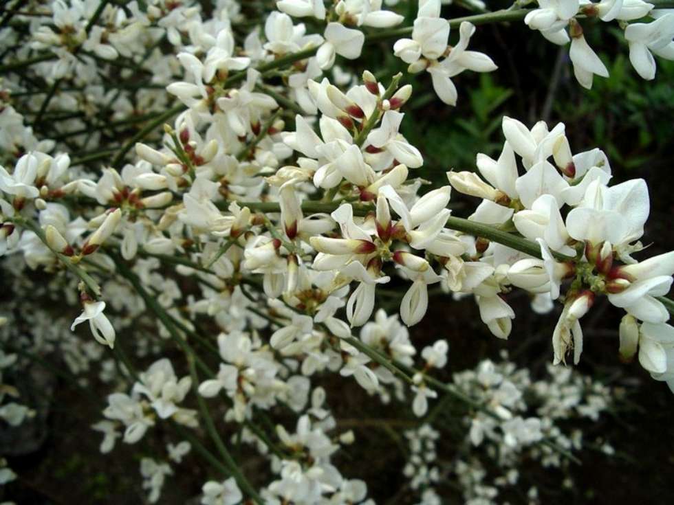 La flor de pascua en la navidad de Canarias