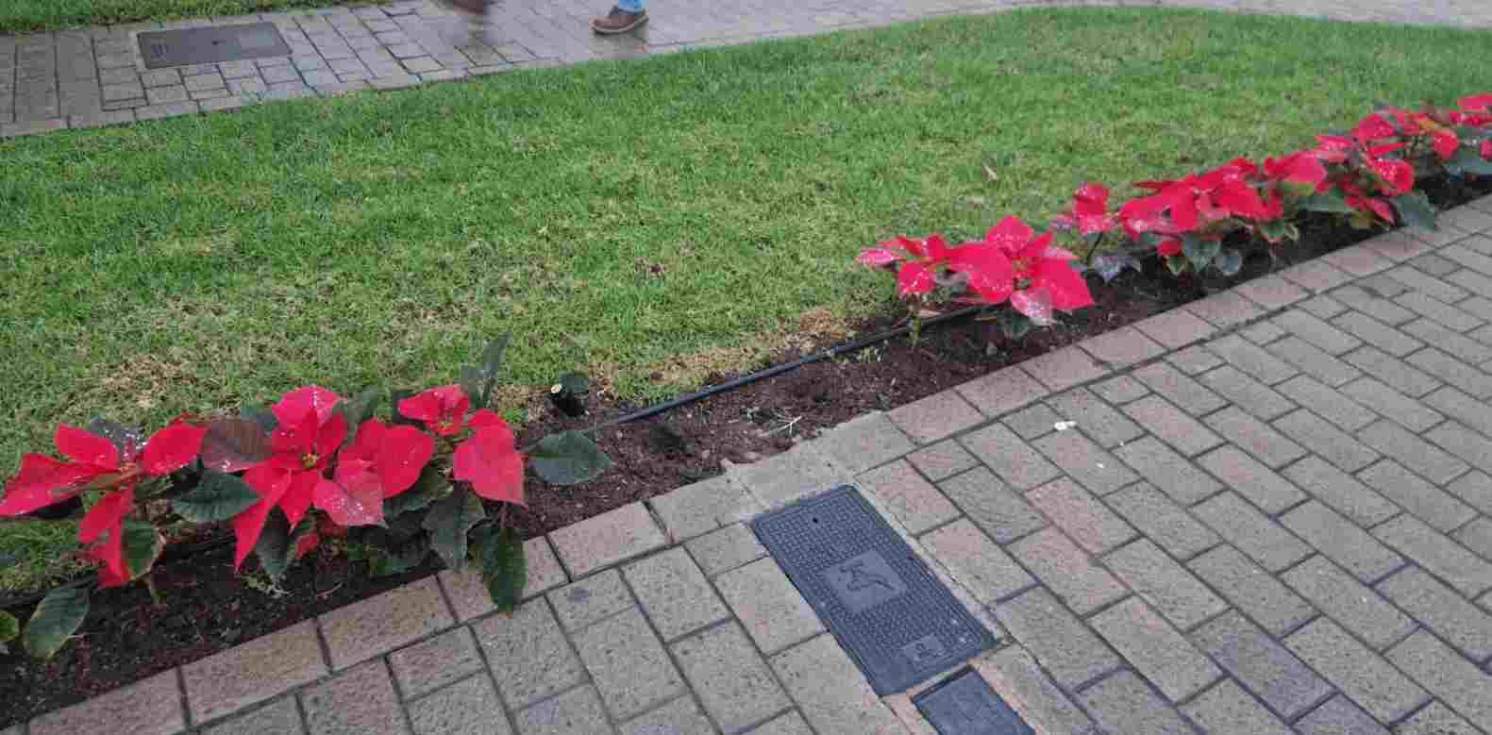 Sustracci&oacute;n de flores de pascua