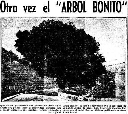  El árbol bonito