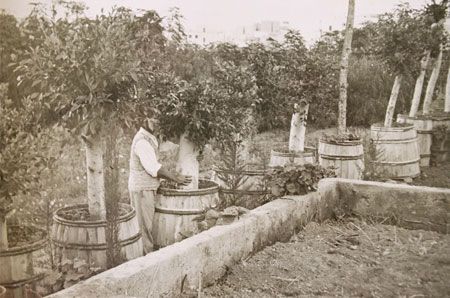 D. Jaime O¨Sanahan, en el vivero insular entre laureles de indias. (Ruta archipiélago, junio de 2006.)
