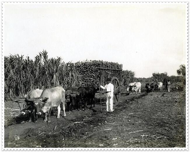 Hacienda de Caña de Azúcar