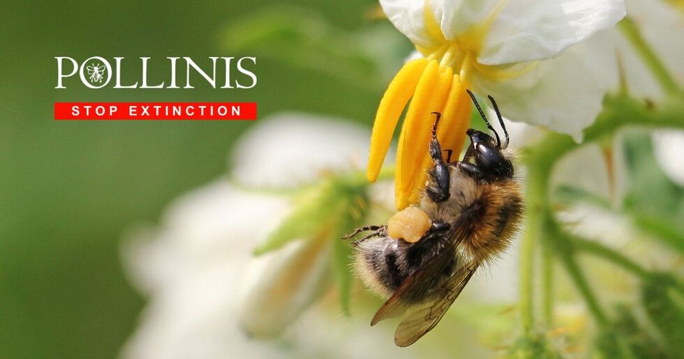 POLLINIS OG 1200 960