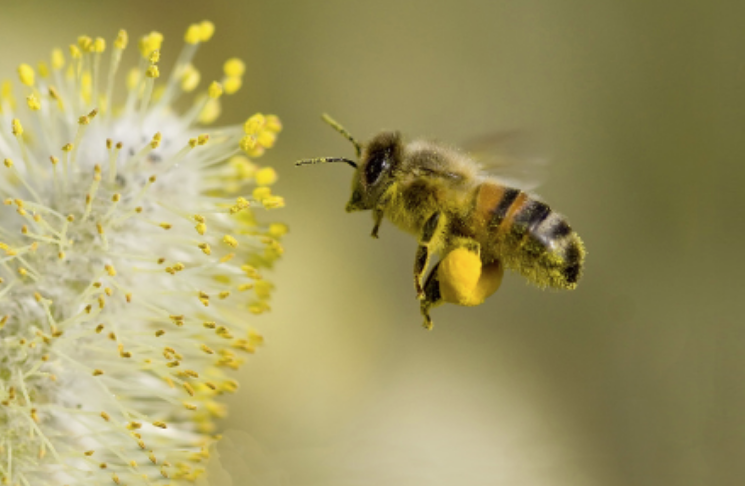 abejas