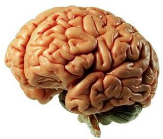cerebro