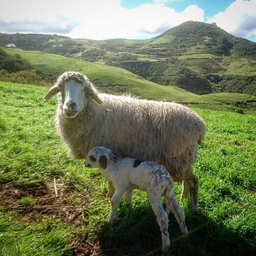 ignacioovejascaideros