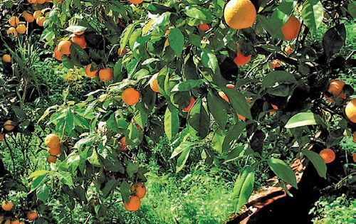 naranjas_valle1