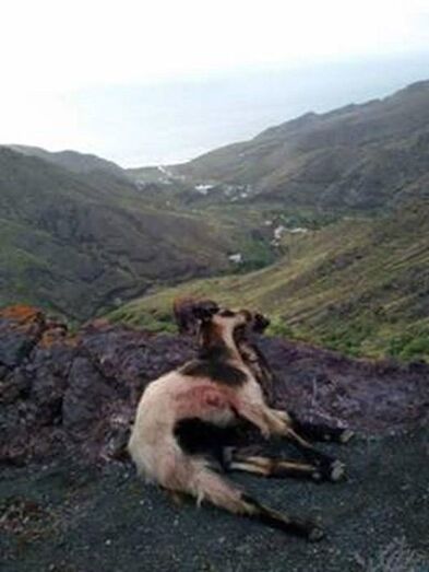 cabra muerta