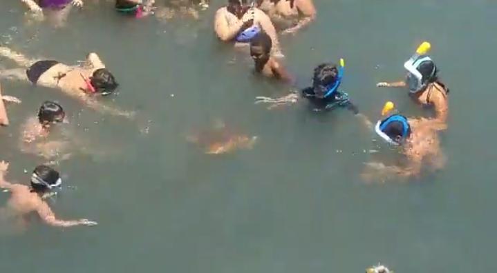 sueltatortugas201702