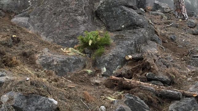 Troncos talados Tamadabadaniel