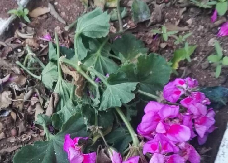 190610 destrozos jardines plaza fernando egea 14