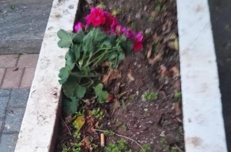 190610 destrozos jardines plaza fernando egea 7