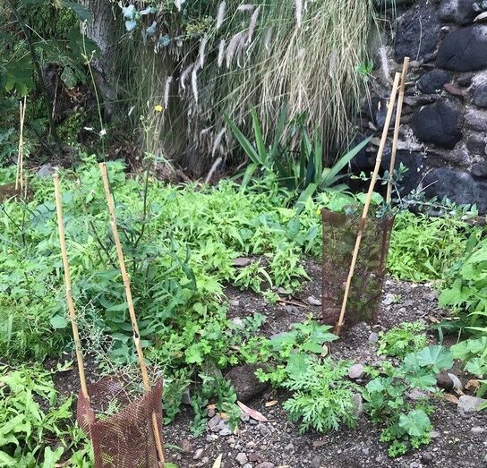 barrancorecuperacion 2