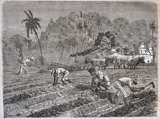 Esclavos plantando caña de azúcar.