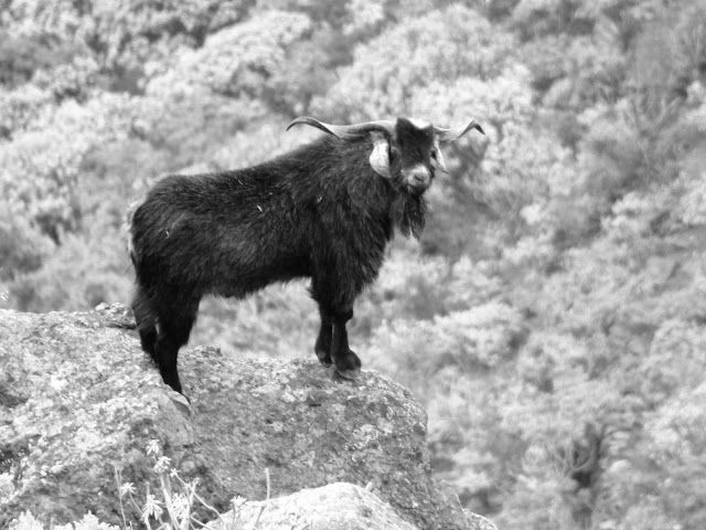 Macho guanil.
