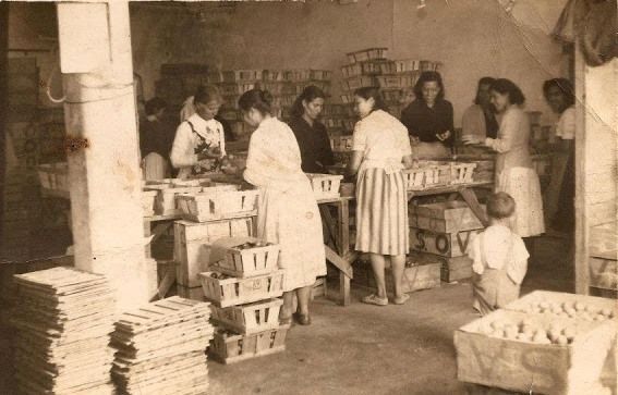 Almacén de tomates de Agaete años cincuenta.