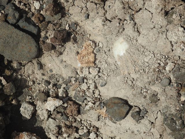Restos fósiles marinos en tierras calcáreas de Agaete (foto propia).