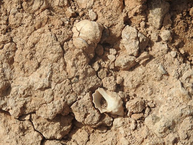  EL TSUNAMI DE AGAETE