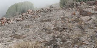  EL AGAETE PREHISPÁNICO