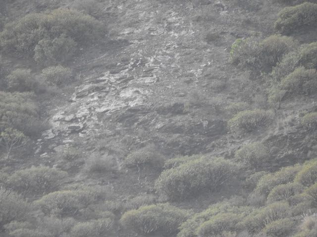  EL TSUNAMI DE AGAETE