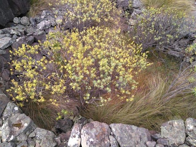 EL AGAETE PREHISPÁNICO