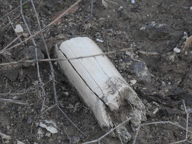 La abundancia de material arqueológico en superficie se puede ver por lugares de Agaete.