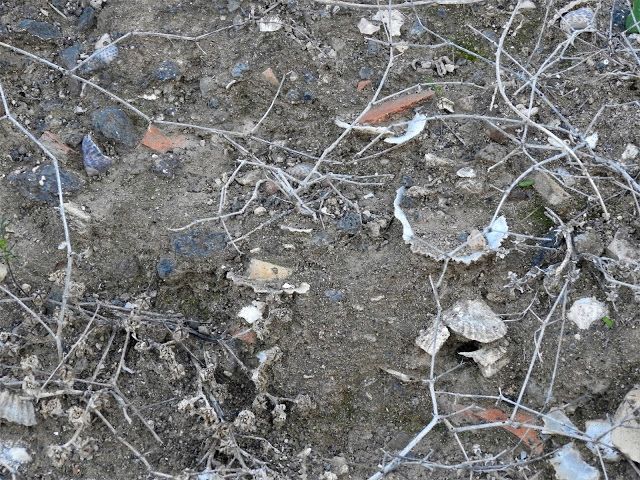 La abundancia de material arqueológico en superficie se puede ver por lugares de Agaete.