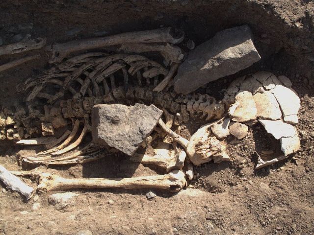 Roque Antigafo  .Fecha calibrada: 1260-1310 d.C.