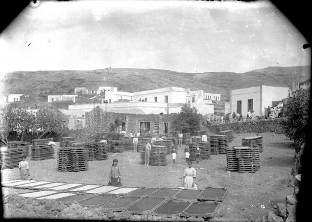 Agaete principios del siglo XX, secadero de cochinilla en el huerto de 