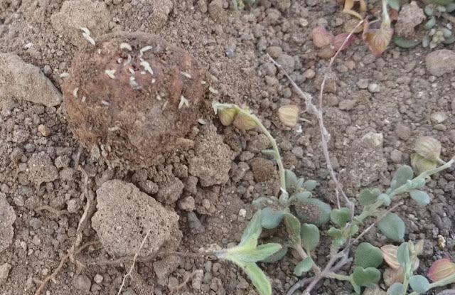 Papa cría; Helianthemum canariense o turmera, asociado a esta planta en los años muy lluviosos crece un hongo comestible llamado Papa cría, se ve al lado izquierdo con larvas, en estado putrefacto.