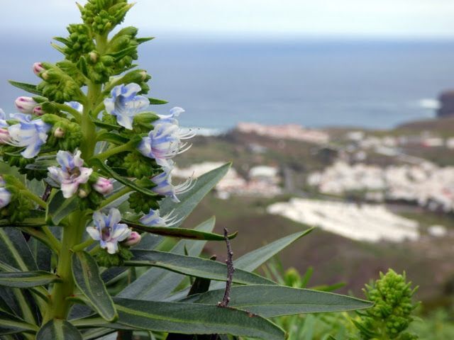 Taginaste azul y blanco.