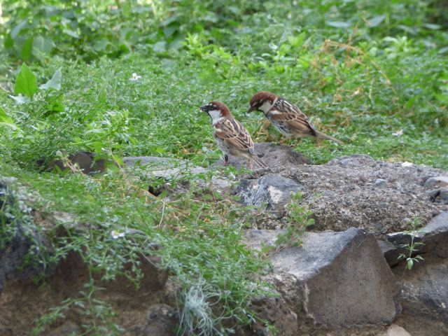  Pájaros palmeros. Y mucho más...