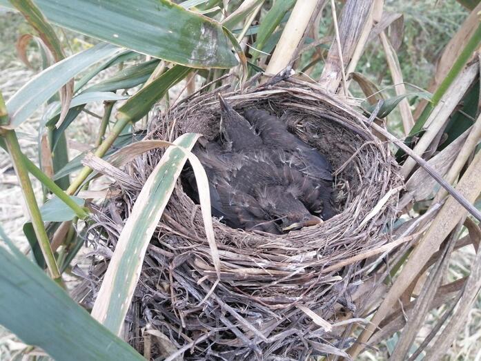 naturalistasazahenegue